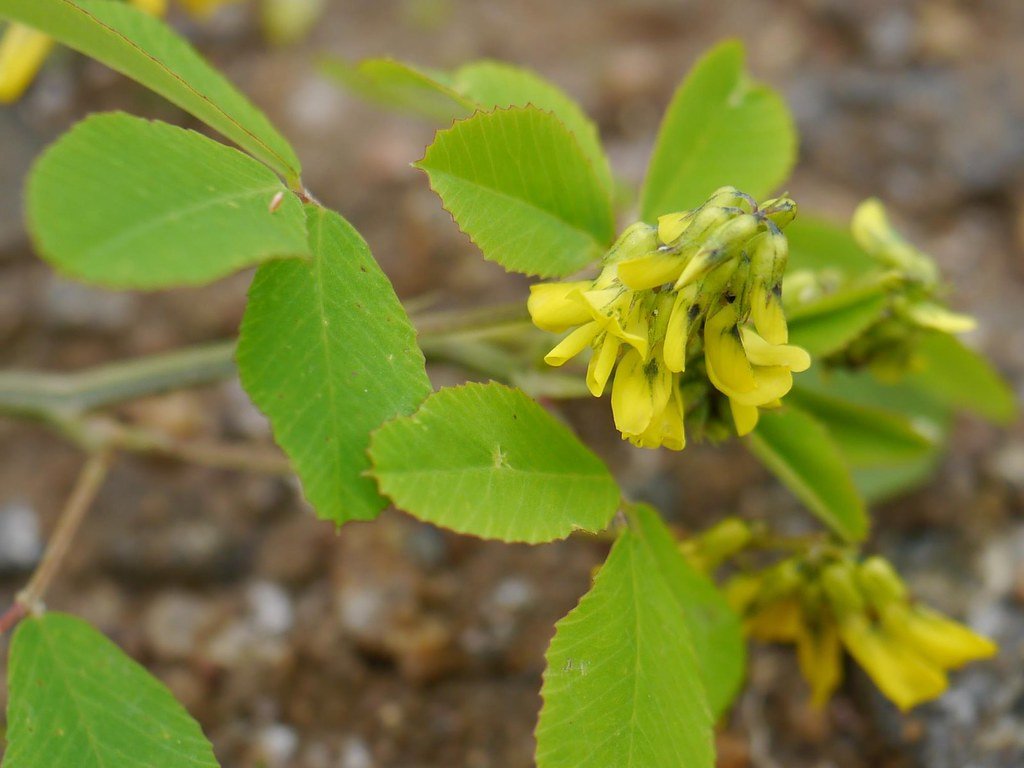 Medicinal Marvels: Nardostachys jatamansi (image credits: flickr)