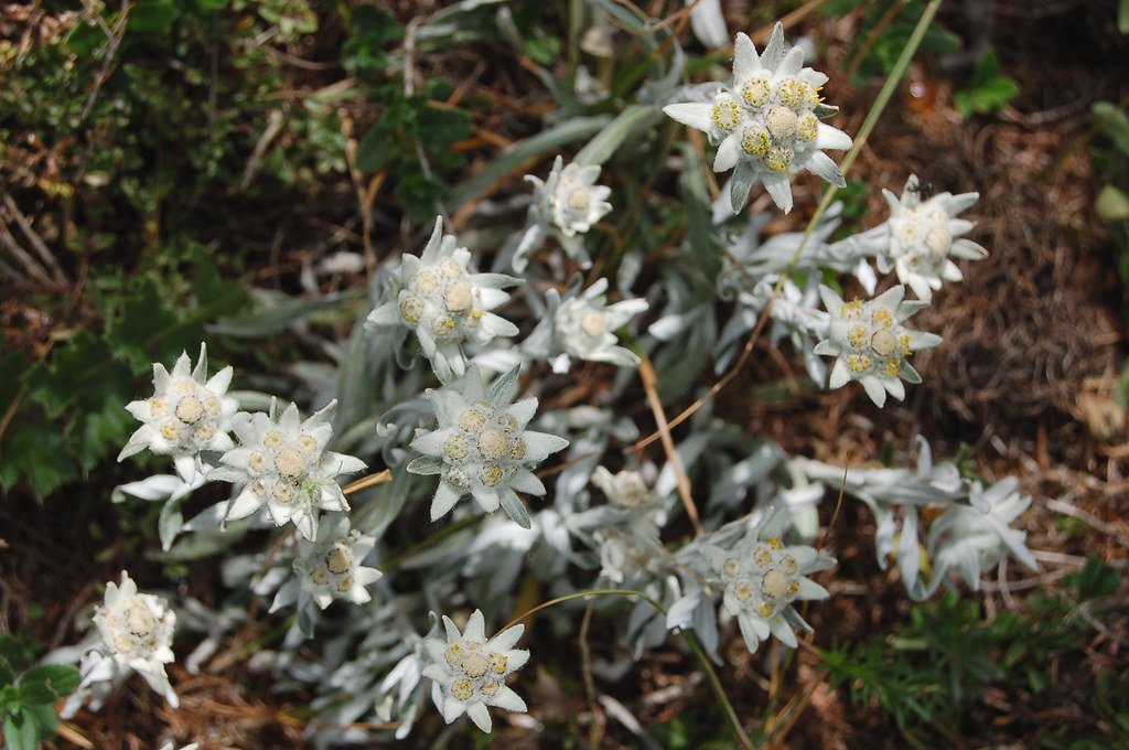 Frost Flowers: The Himalayan Edelweiss (image credits: flickr)
