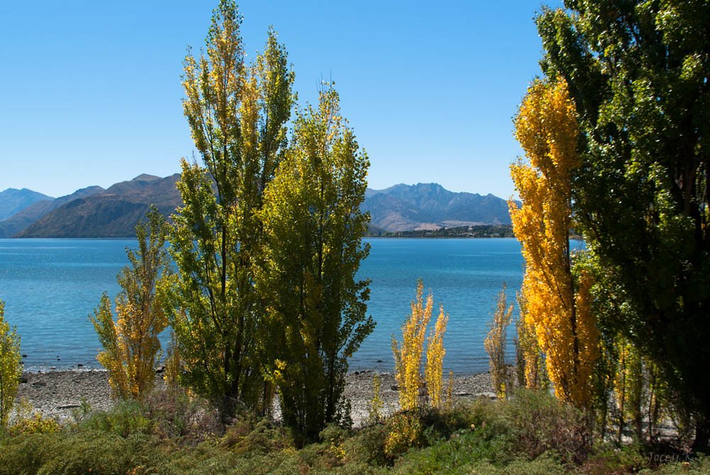 High-Altitude Adaptations: Leaves, Roots, and Beyond (image credits: flickr)