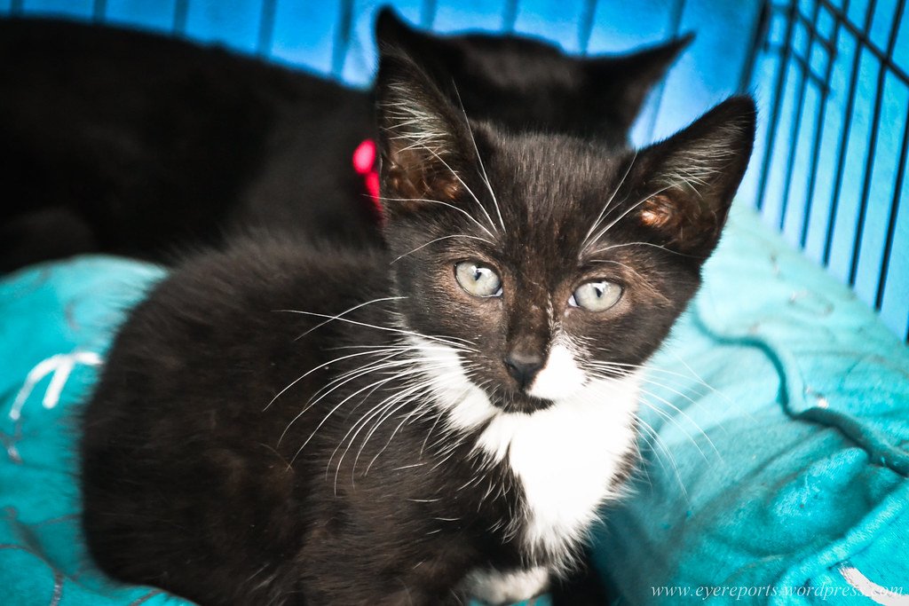 Inclusive Parenting: Adopting the Young of Others (image credits: flickr)