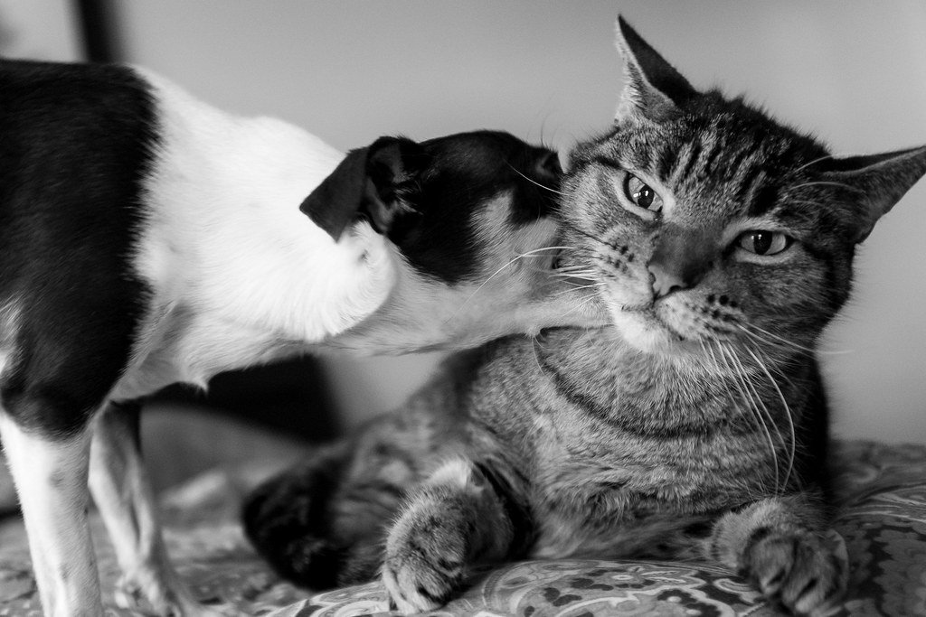 Play Across Boundaries: The Universal Language of Fun (image credits: flickr)