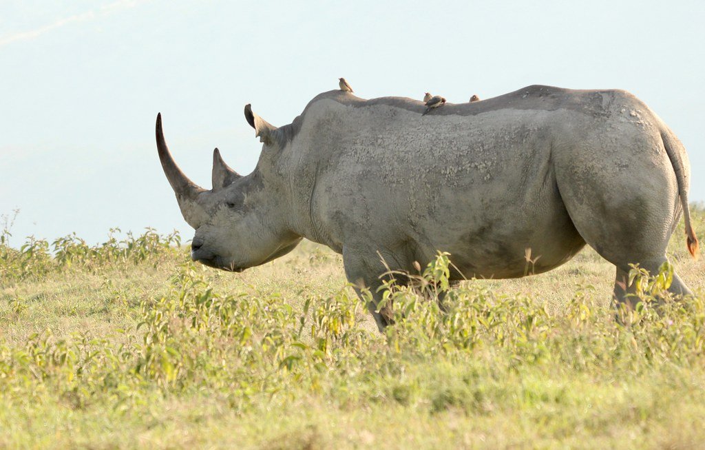 Symbiotic Protection: Teamwork Against Threats (image credits: flickr)