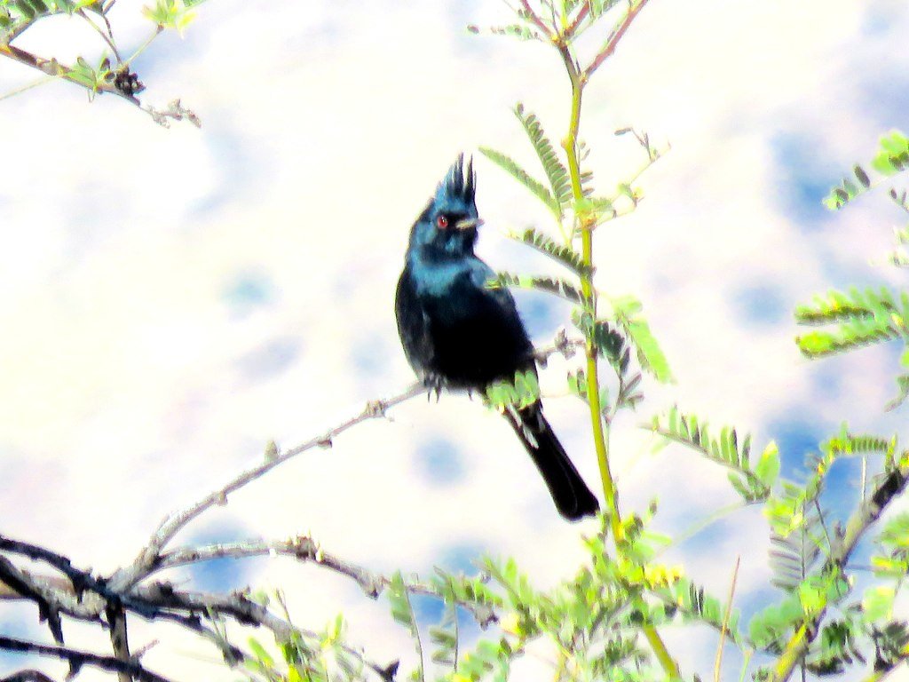 Territorial Tolerance: When Rivals Learn to Share (image credits: flickr)