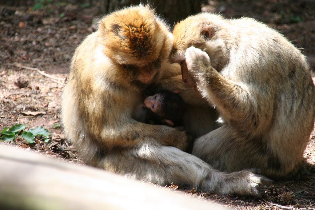 Communication Across Species: Learning Each Other’s Signals (image credits: flickr)