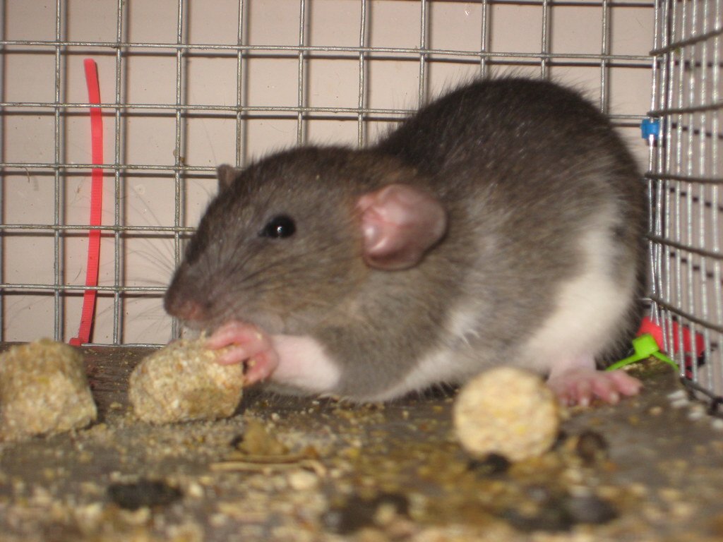 Empathy in Action: Sensing and Soothing Distress (image credits: flickr)