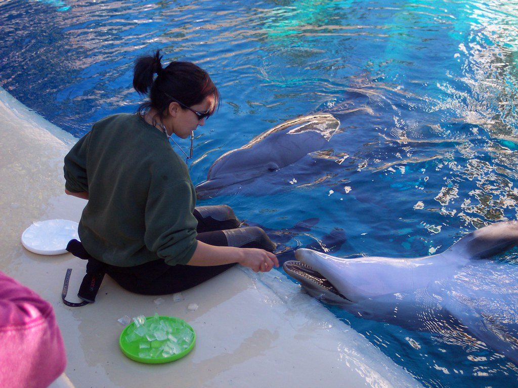 Learning From Each Other: Cultural Transmission in Animals (image credits: flickr)