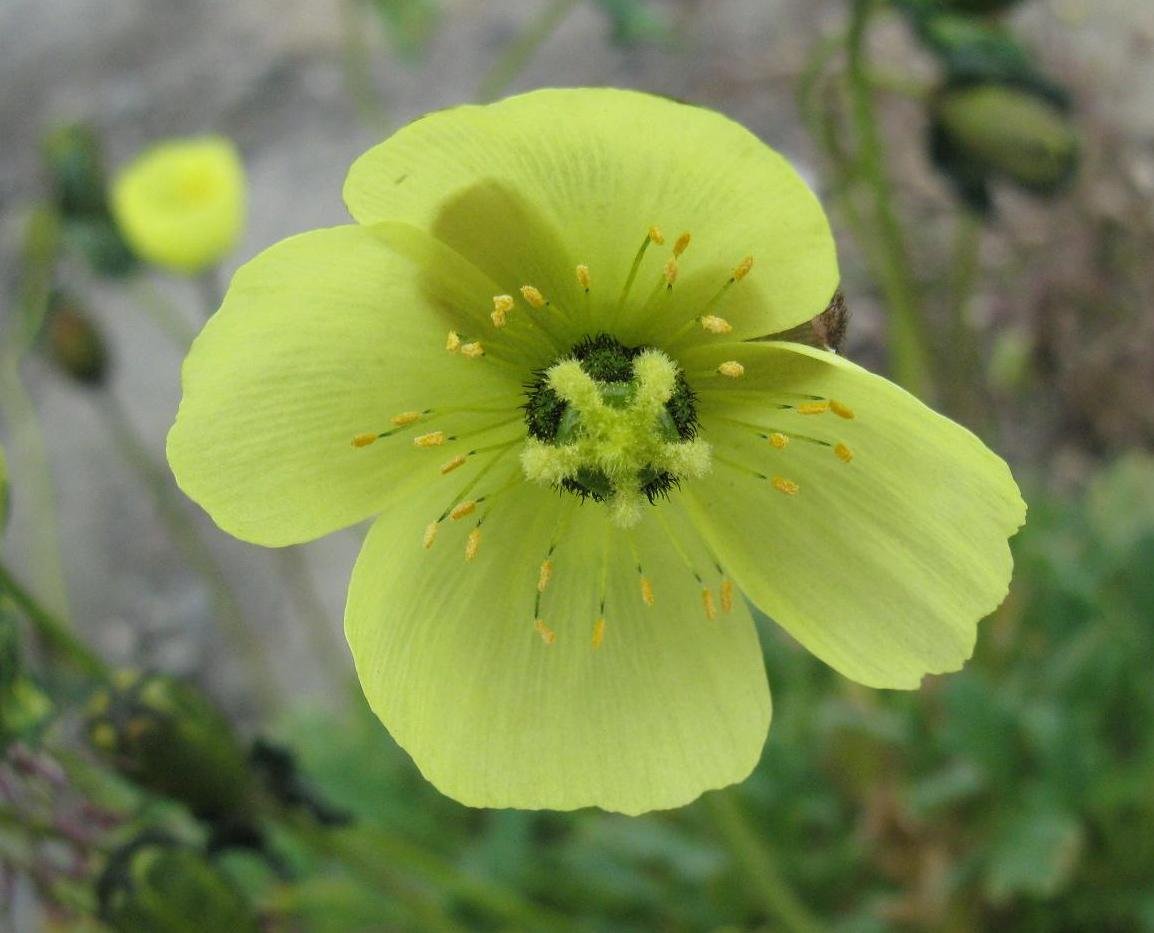 Arctic Poppy: The Tundra’s Golden Survivor (image credits: wikimedia)