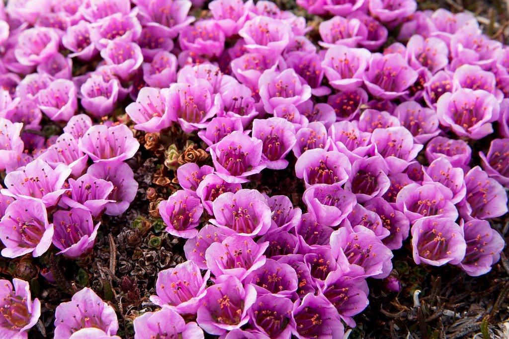 Purple Saxifrage: A Blanket of Color in the Snow (image credits: flickr)