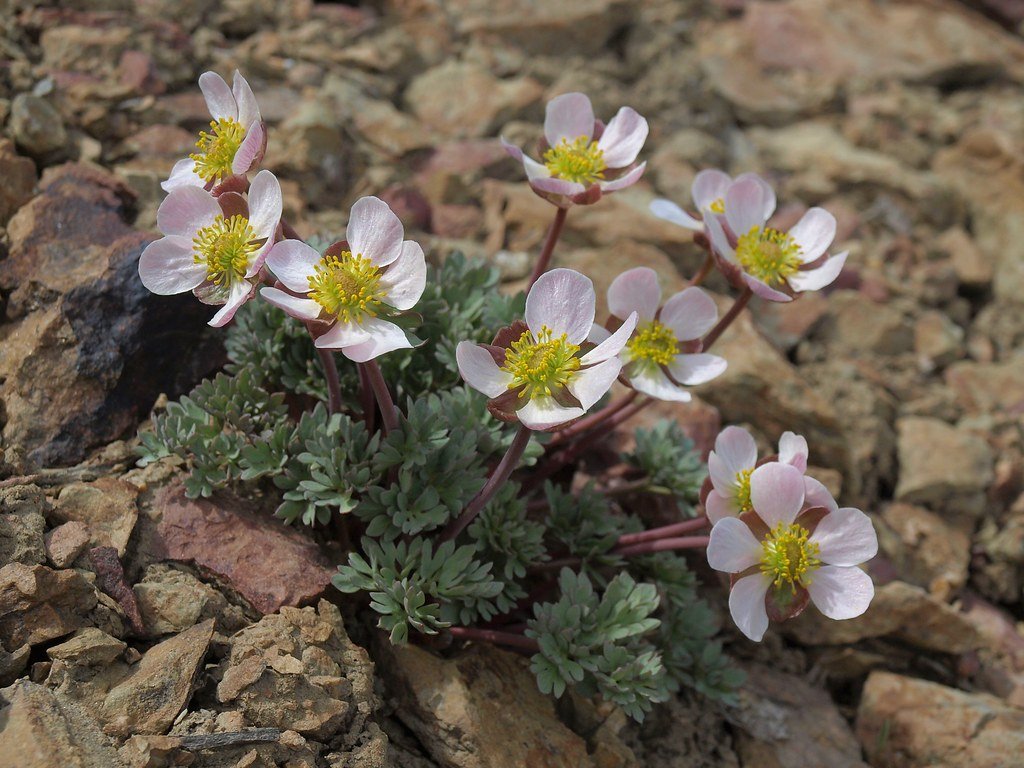 Snow Buttercup: Bright Defiance in the Chilling Air (image credits: flickr)
