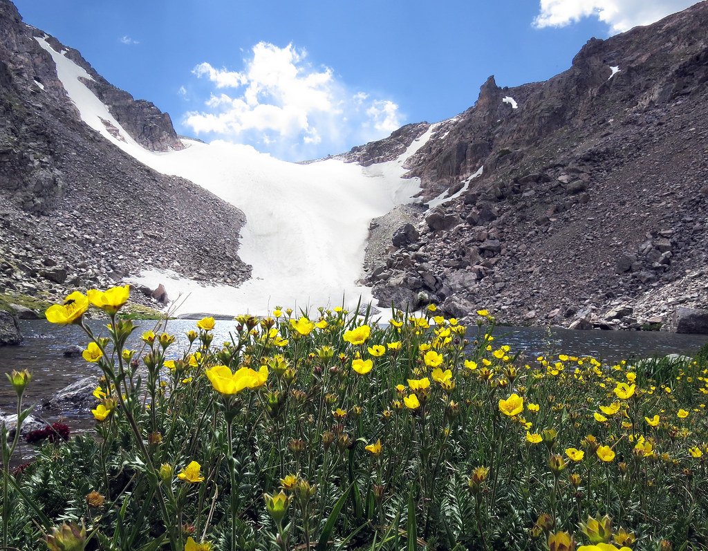 Mountain Avens: Sun Seekers of the North (image credits: flickr)