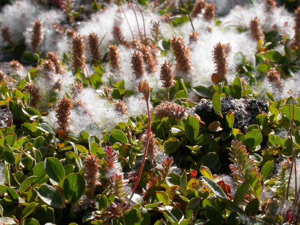 Arctic Willow: The Tiny Tree That Blooms (image credits: flickr)