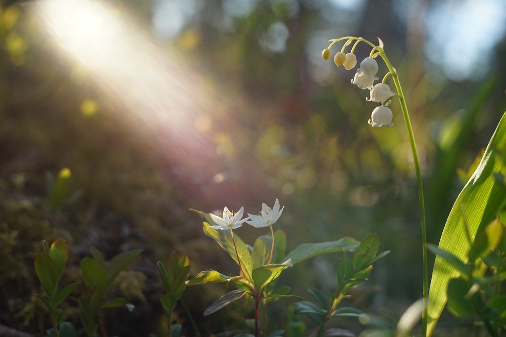Lapland Rosebay: The Arctic’s Hidden Gem (image credits: flickr)