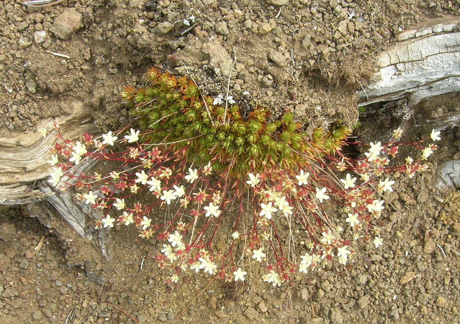 Tufted Saxifrage: The Hardy Mat-Builder (image credits: wikimedia)