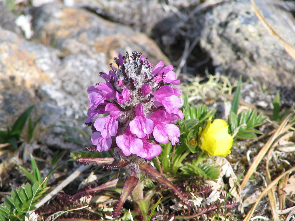 Woolly Lousewort: The Arctic’s Fuzzy Flower (image credits: flickr)