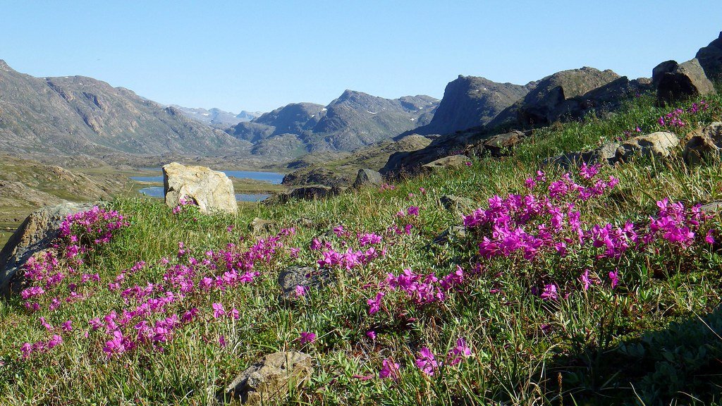 Mountain Sorrel: The Tangy Taste of the Tundra (image credits: flickr)