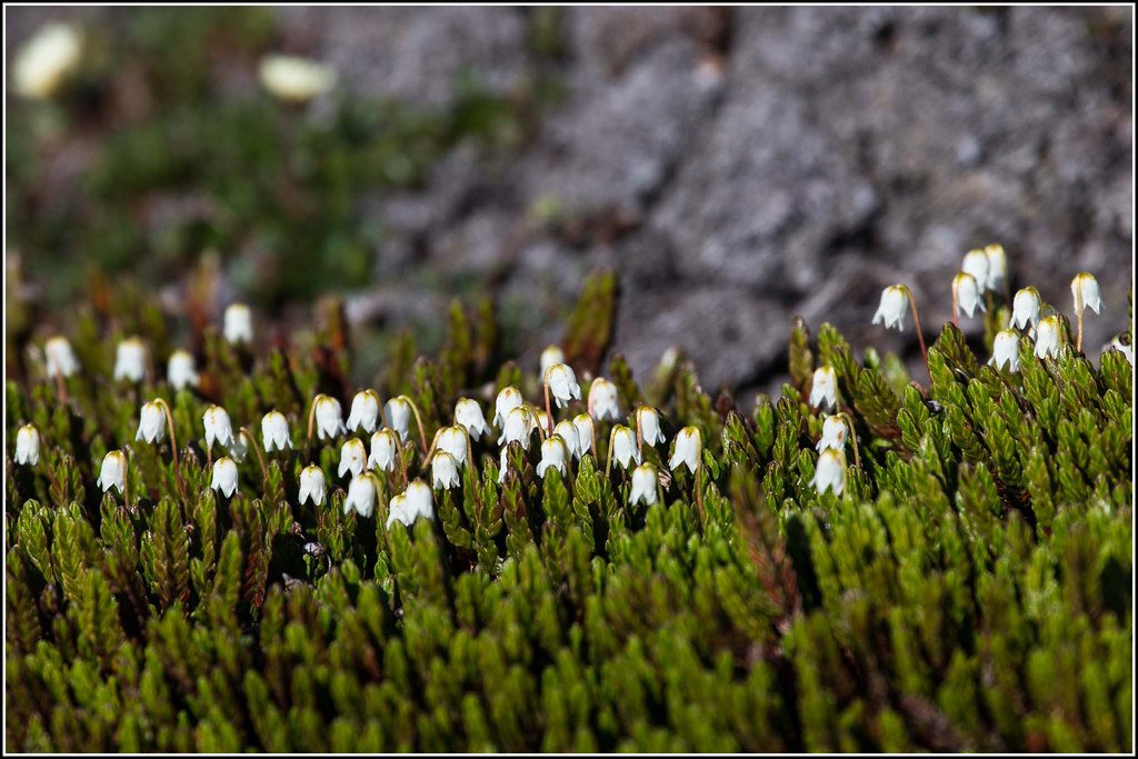 Arctic Bell-Heather: Tiny Bells of Resilience (image credits: flickr)