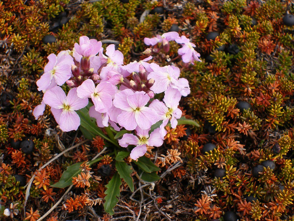 Snow Pearlwort: A Subtle Arctic Wonder (image credits: flickr)