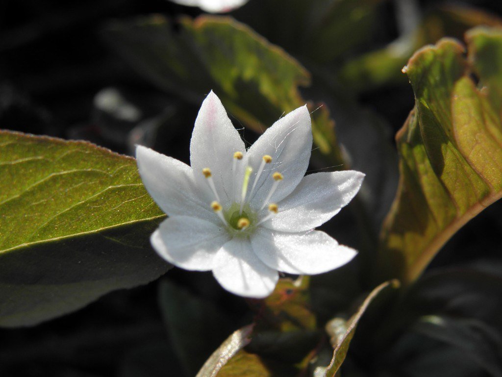 Arctic Chickweed: A Star in the Short Season (image credits: flickr)
