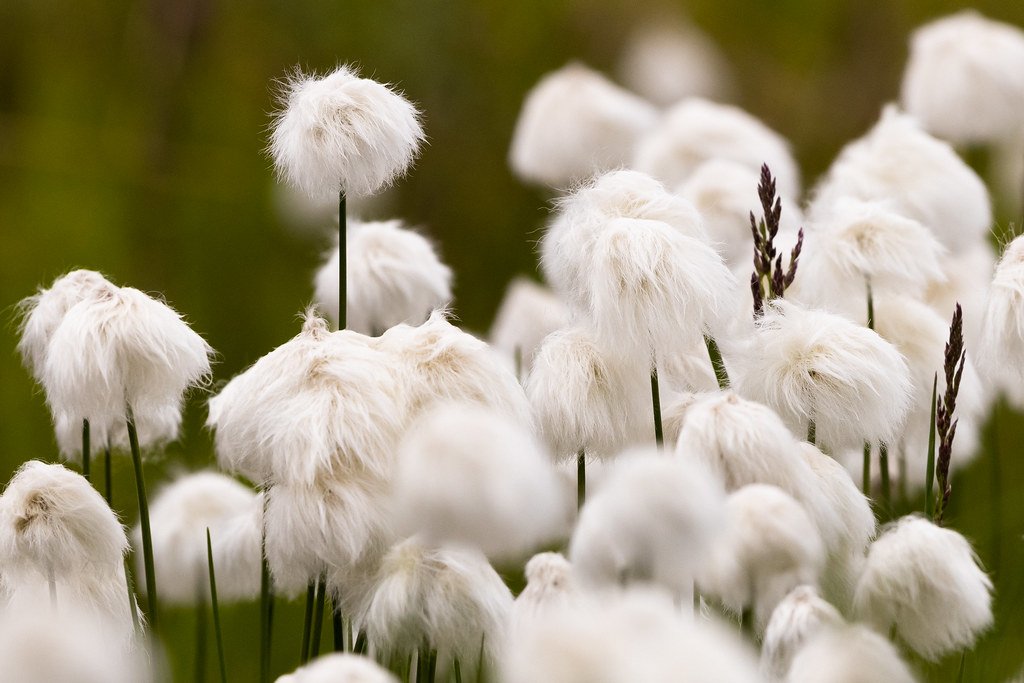 Arctic Cottongrass: The Tundra’s Feathered Blanket (image credits: flickr)