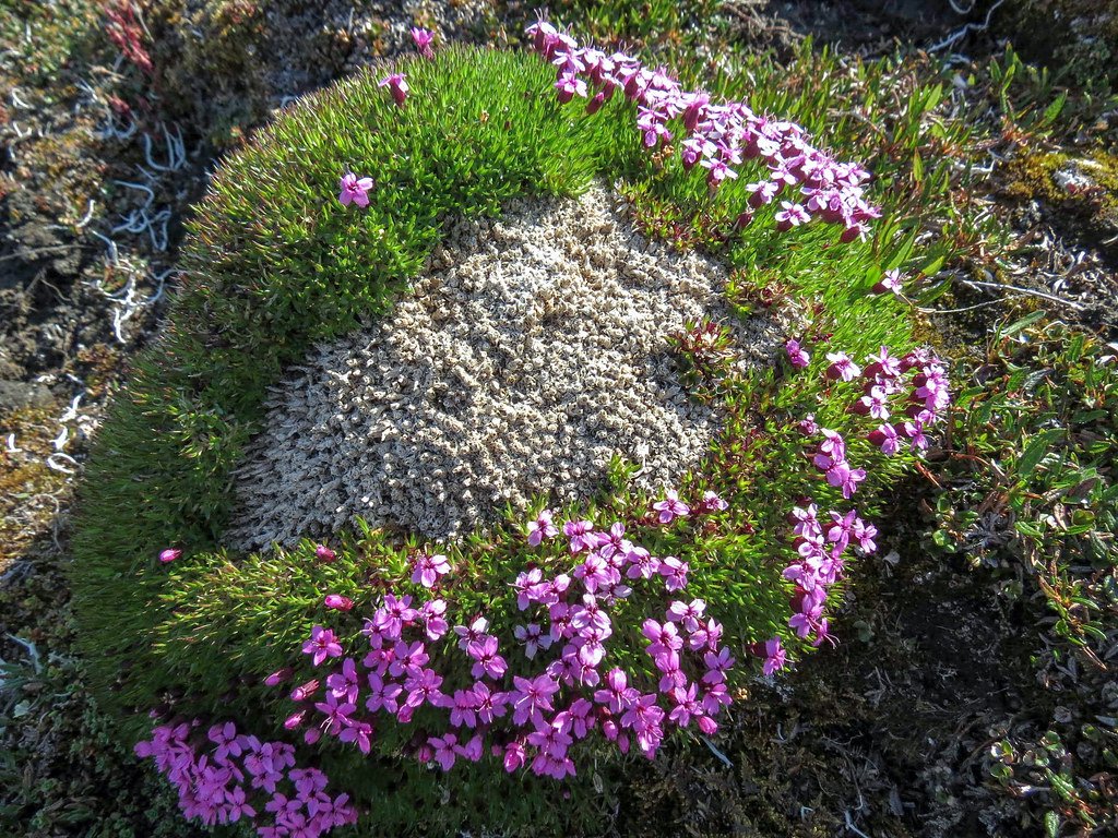 Moss Campion: The Cushion of Life