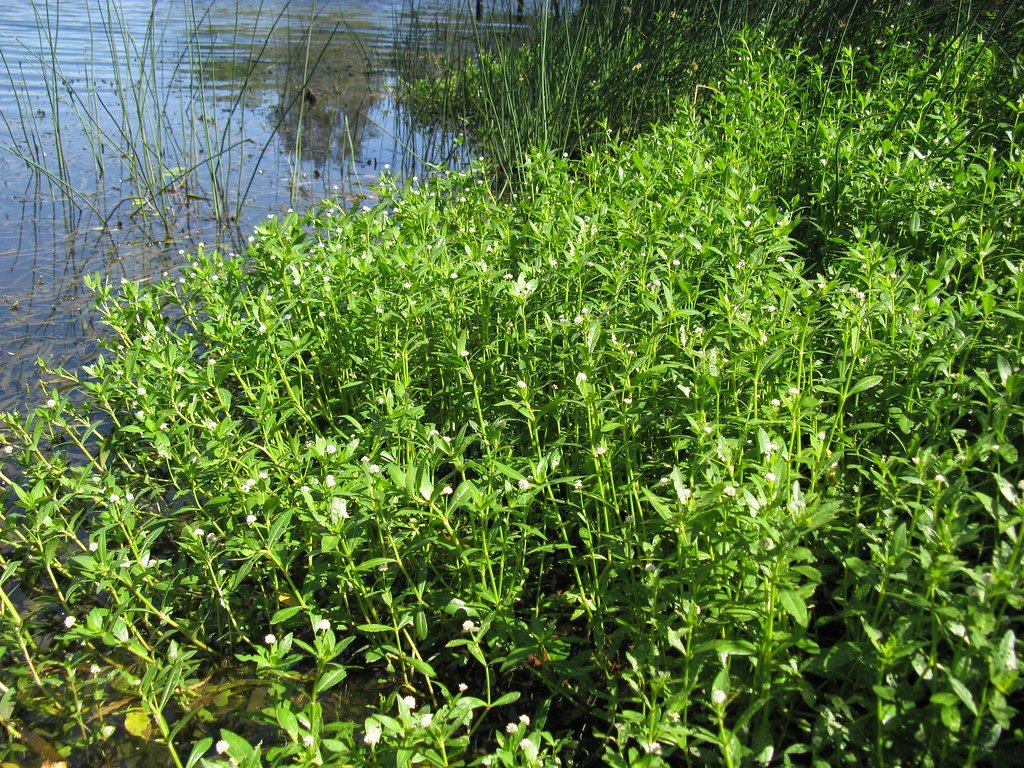 Waterways Under Attack: Backyard Ponds at Risk (image credits: flickr)