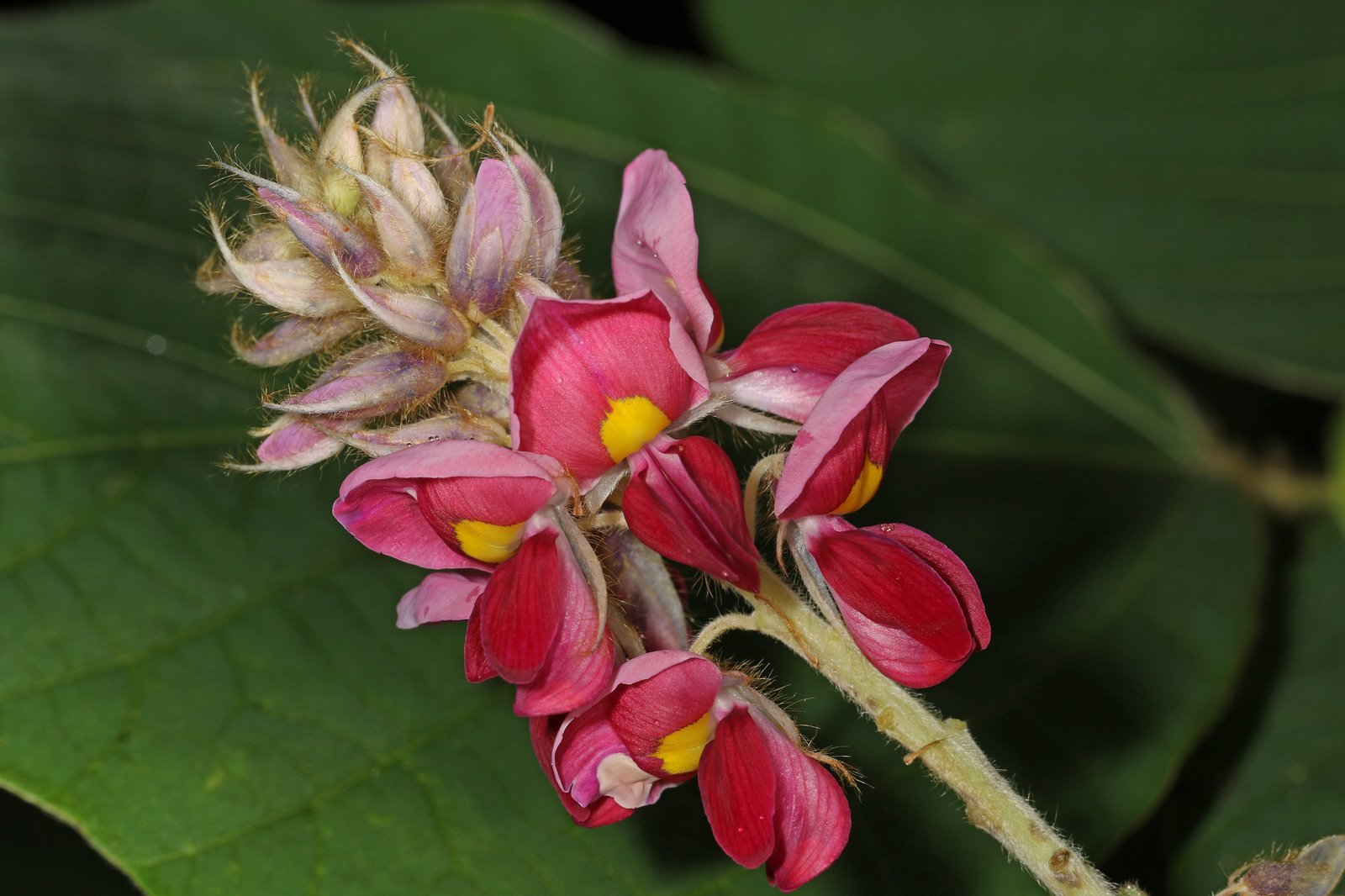 Kudzu: The Plant That Ate the South (image credits: wikimedia)