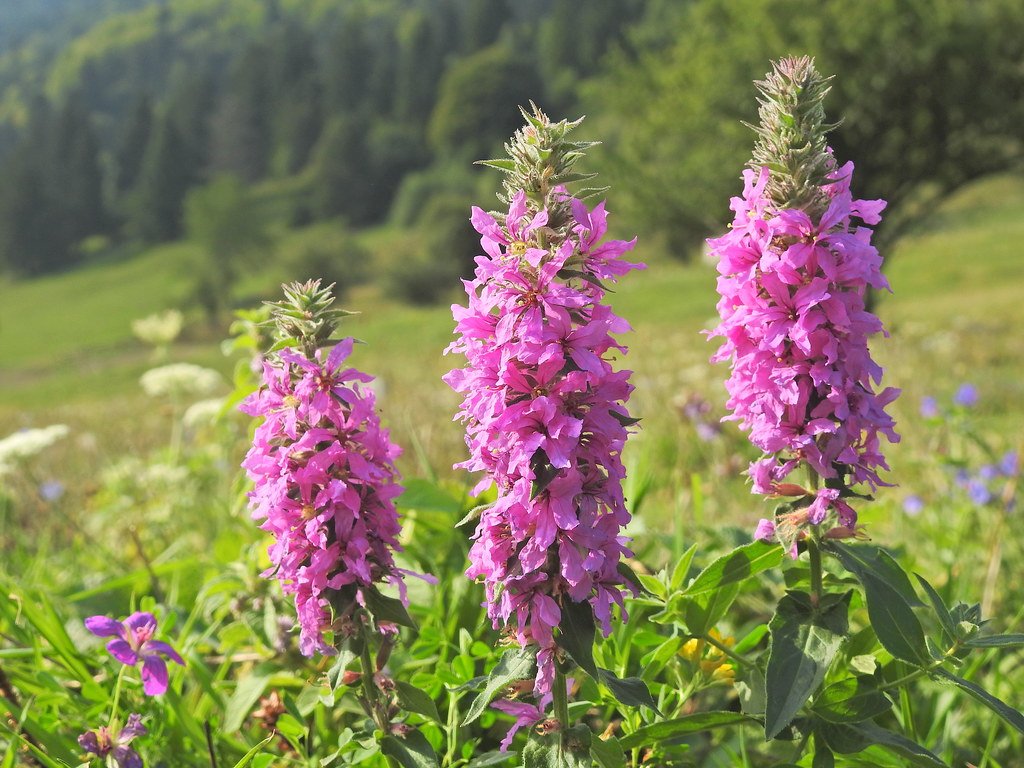 Purple Loosestrife: Beauty with a Deadly Agenda (image credits: flickr)