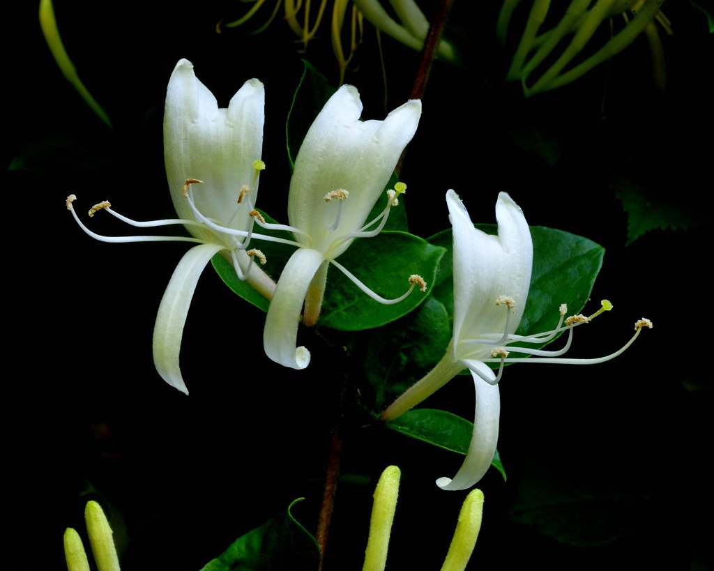 Japanese Honeysuckle: When Sweet Becomes Sinister (image credits: flickr)