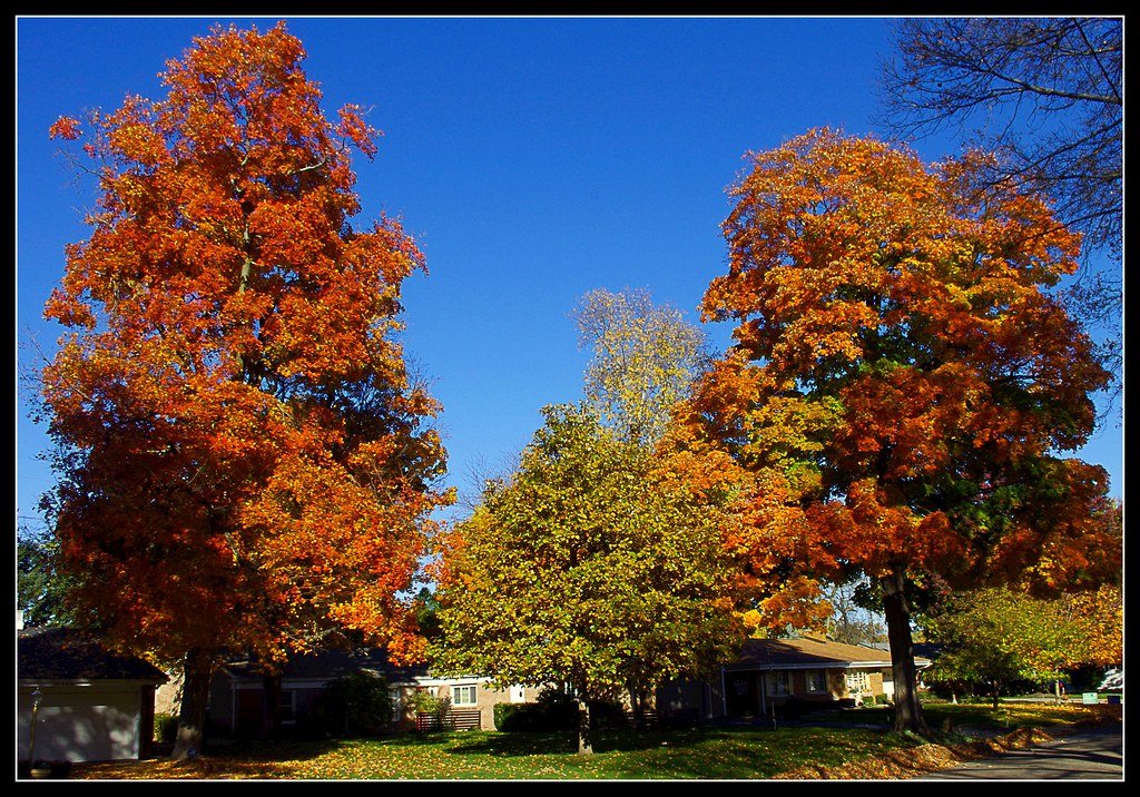 The Norway Maple Takeover (image credits: flickr)