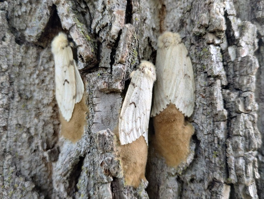 The Moth That Got a Marketing Team (image credits: flickr)