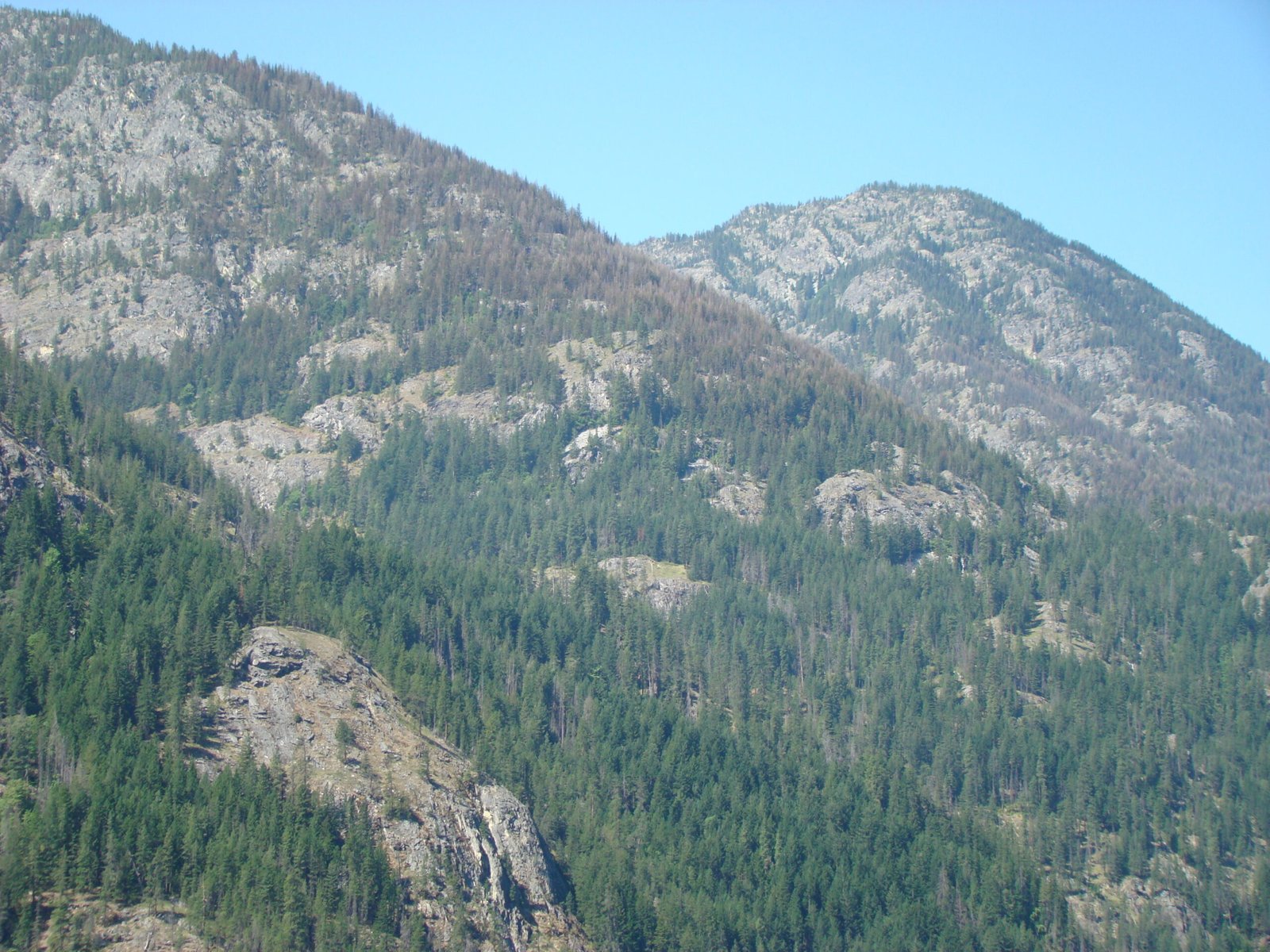 When Forests Turn Into Graveyards (image credits: wikimedia)