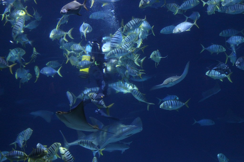 Finding Nemo's Marine Biology Masterclass (image credits: flickr)