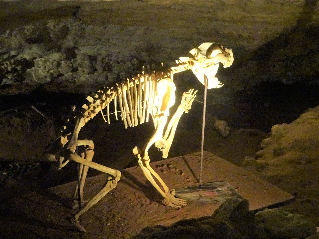 Megalania: The Dragon That Actually Existed (image credits: flickr)