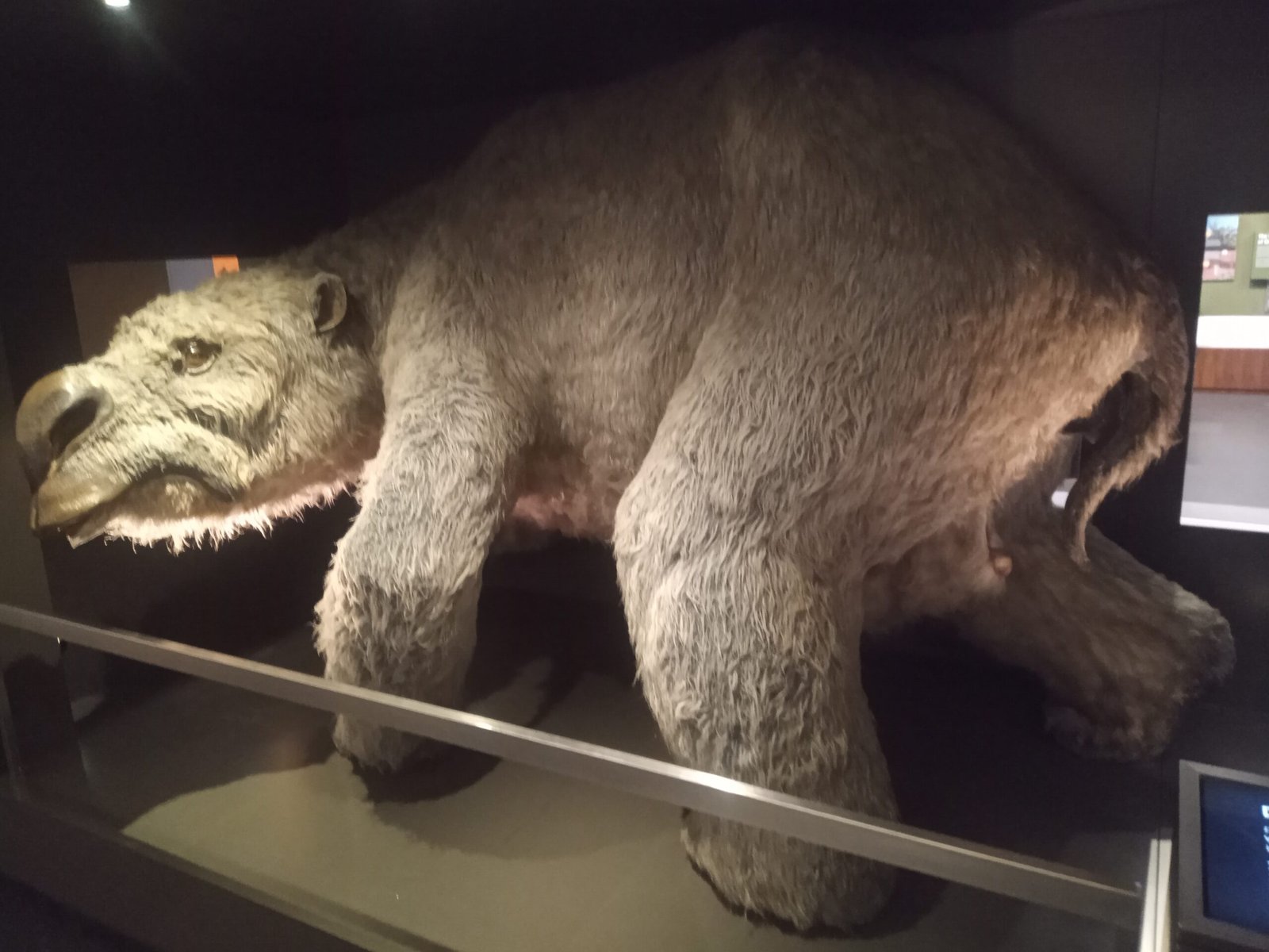 Island Gigantism: Why Australia Bred Such Monsters (image credits: wikimedia)