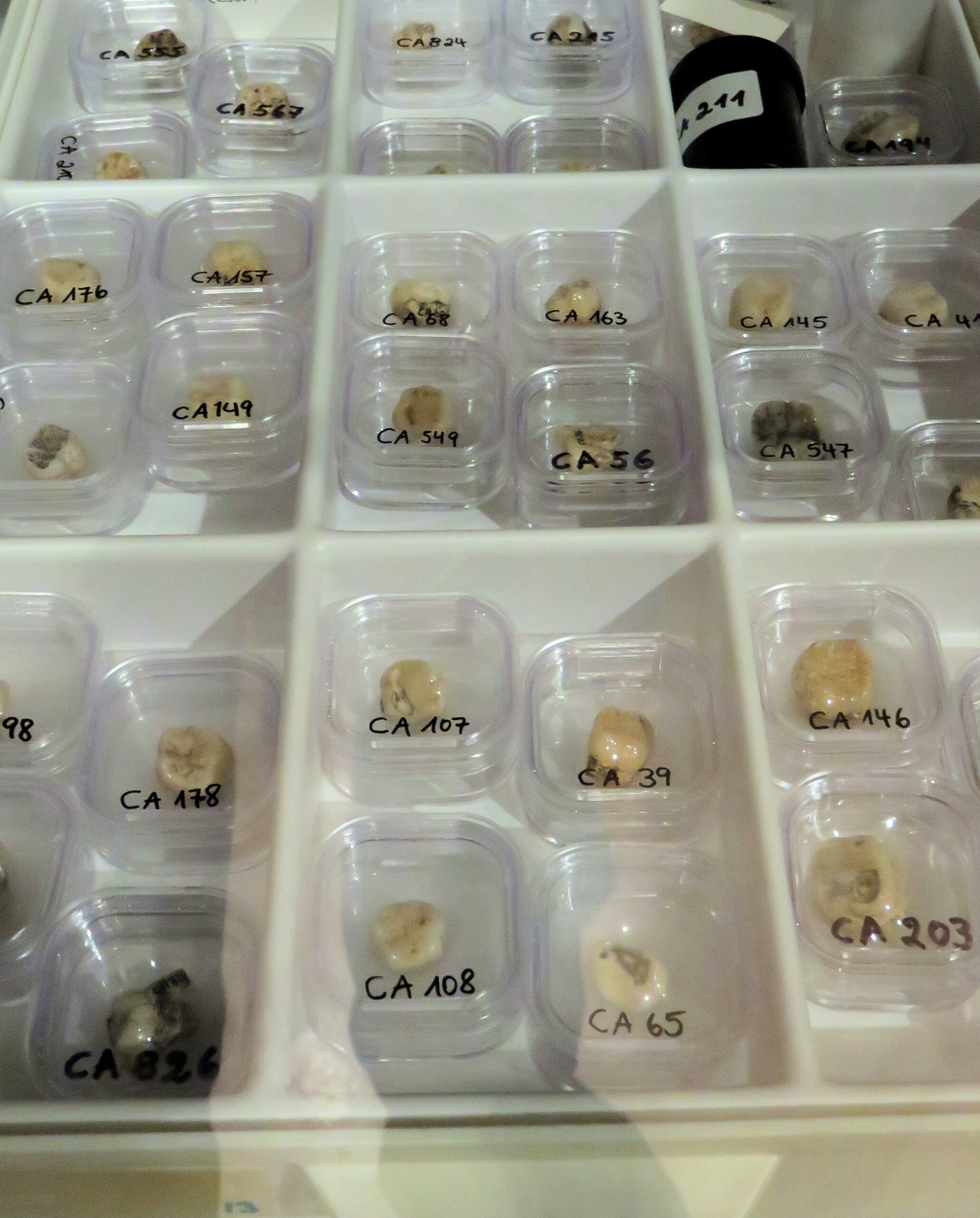 Dietary Flexibility as the Key to Early Human Success (image credits: wikimedia)