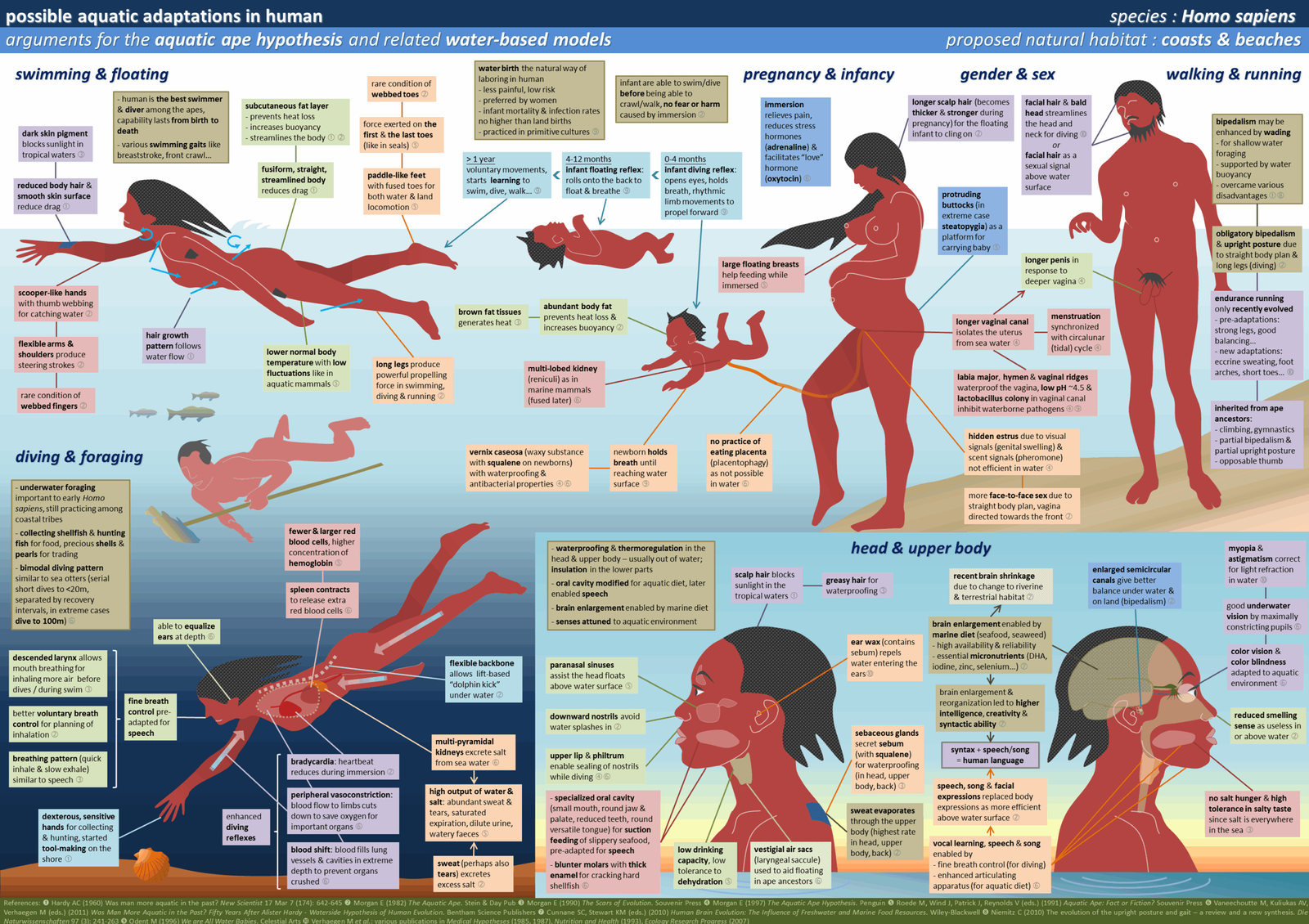 Isotopic Evidence of Major Dietary Shifts in Human Evolution (image credits: wikimedia)