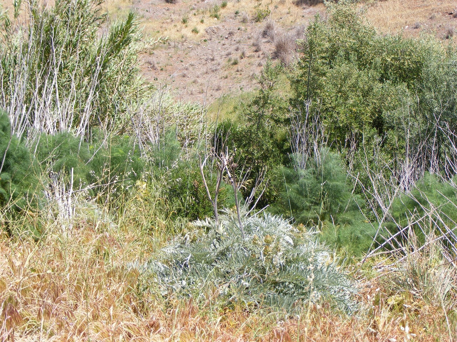 Japanese Knotweed: The Bamboo Impostor (image credits: wikimedia)