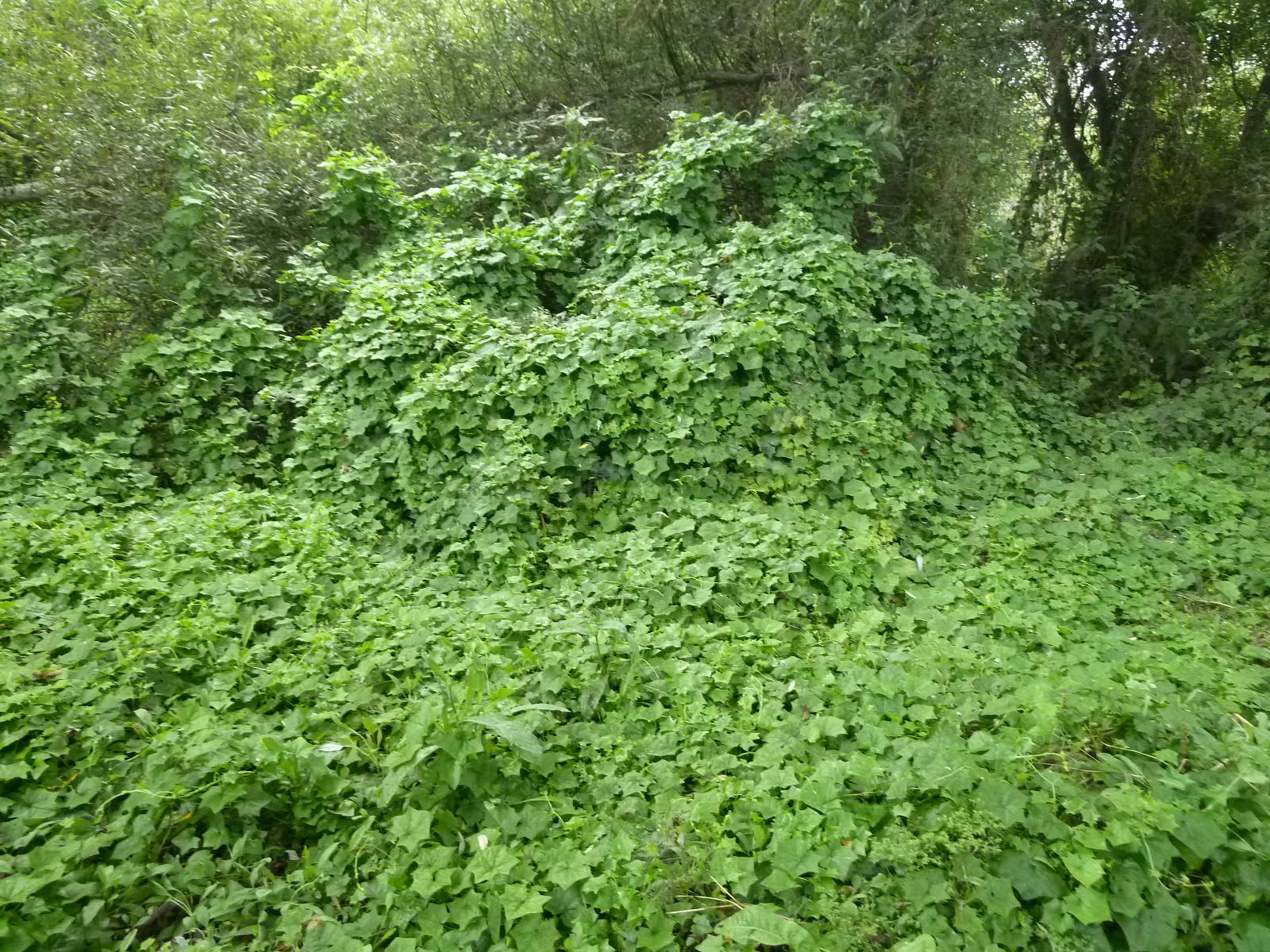 English Ivy: The Evergreen Epidemic (image credits: wikimedia)