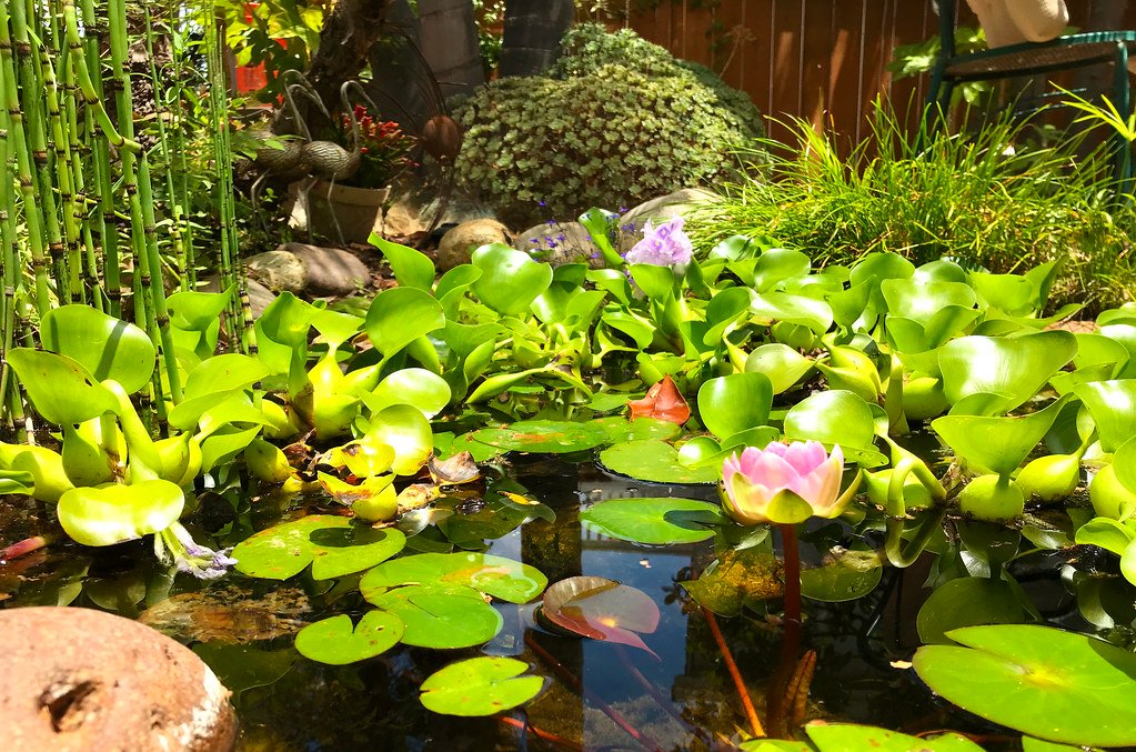 Water Hyacinth: The Beautiful Waterway Clogger (image credits: flickr)