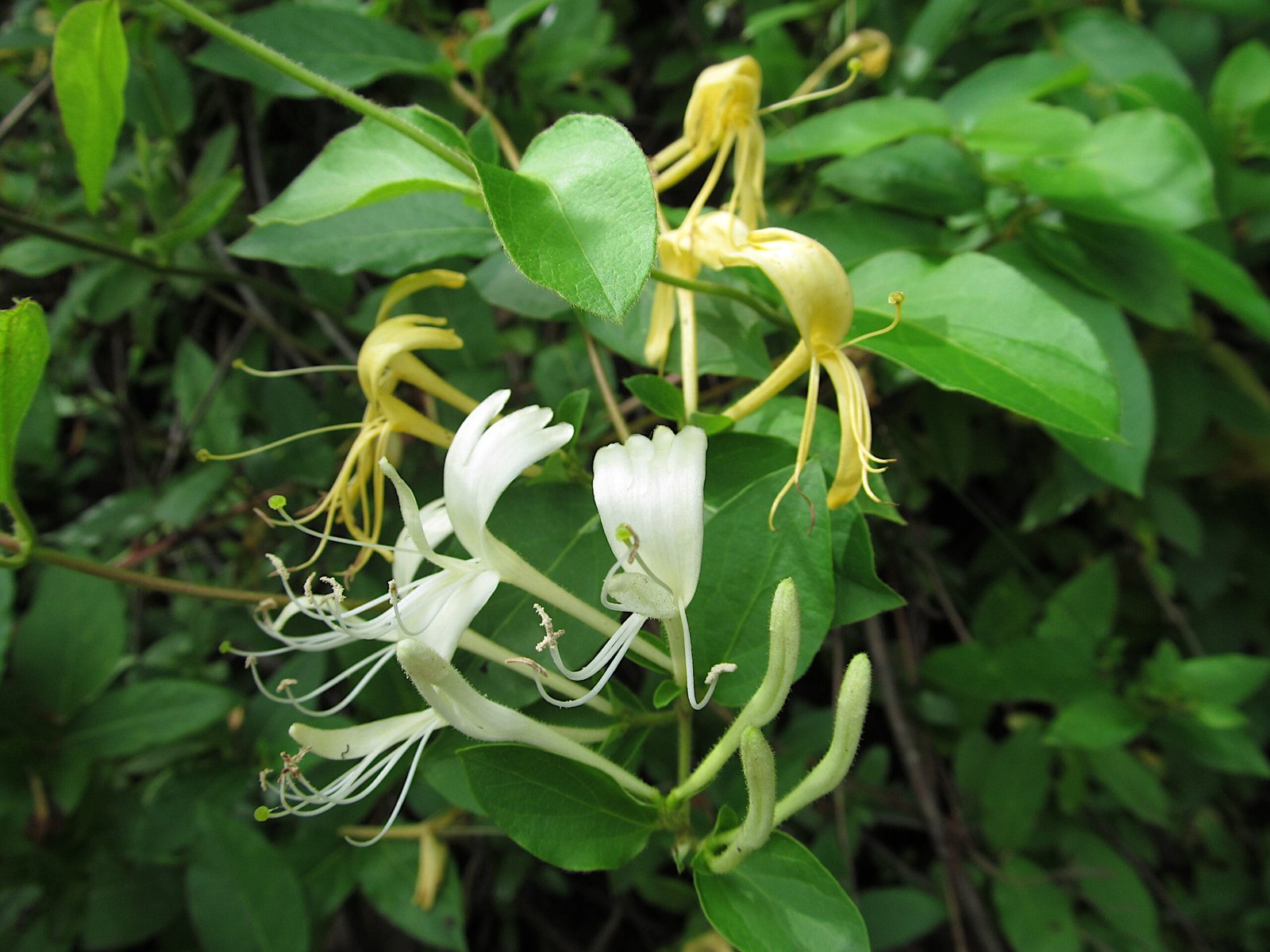 Japanese Honeysuckle: The Sweet-Smelling Strangler (image credits: wikimedia)