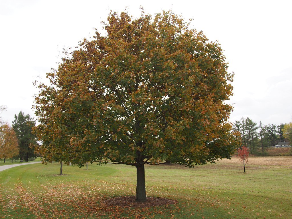 Norway Maple: The Shade Tree Takeover (image credits: flickr)