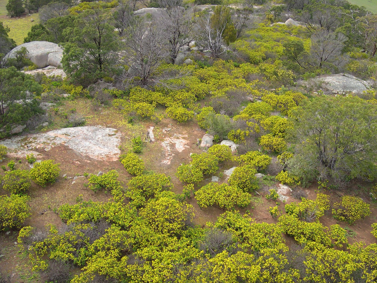 Economic Consequences of Plant Invasions (image credits: wikimedia)