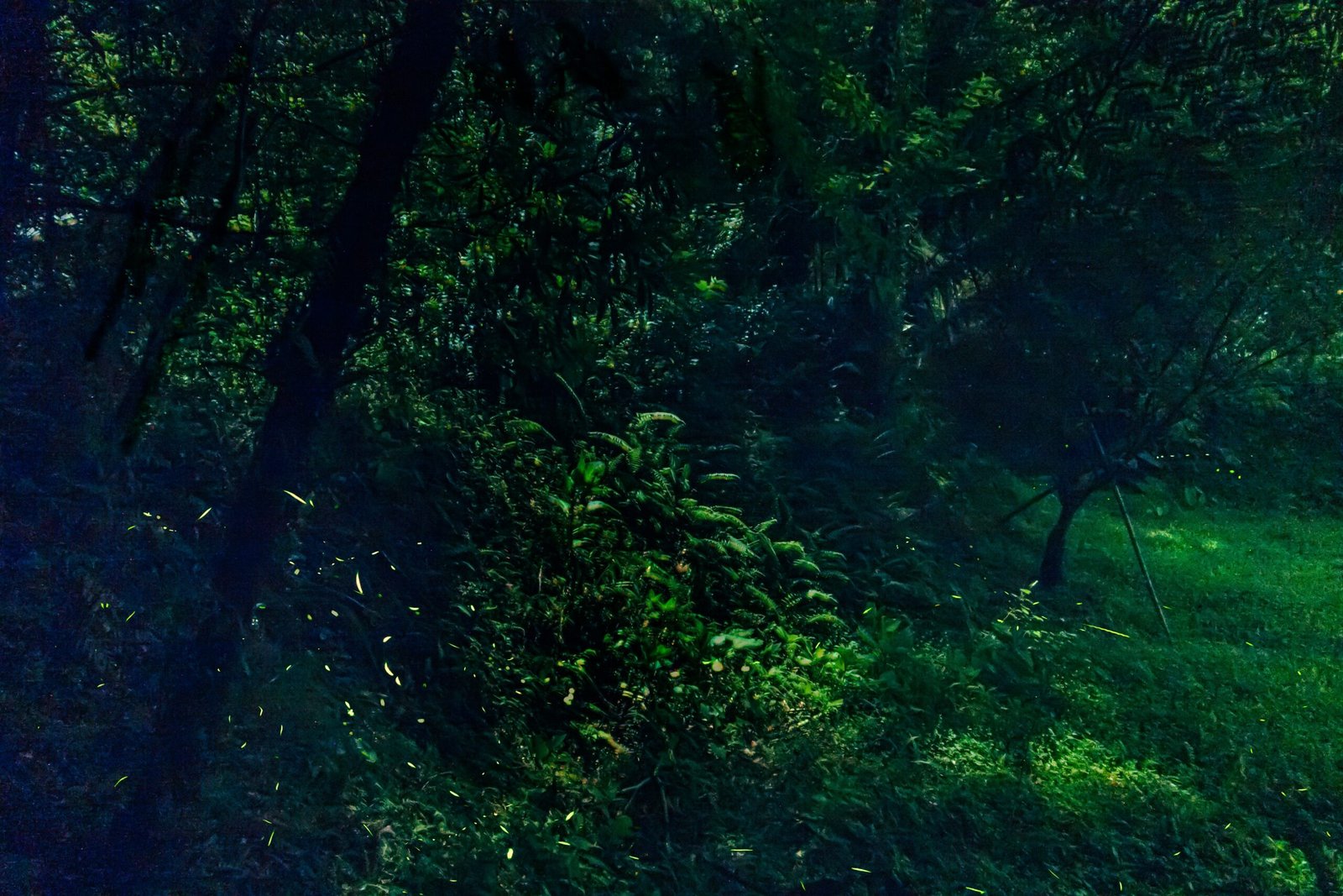 Photosynthesis by Moonlight? The Surprising Truth (image credits: wikimedia)