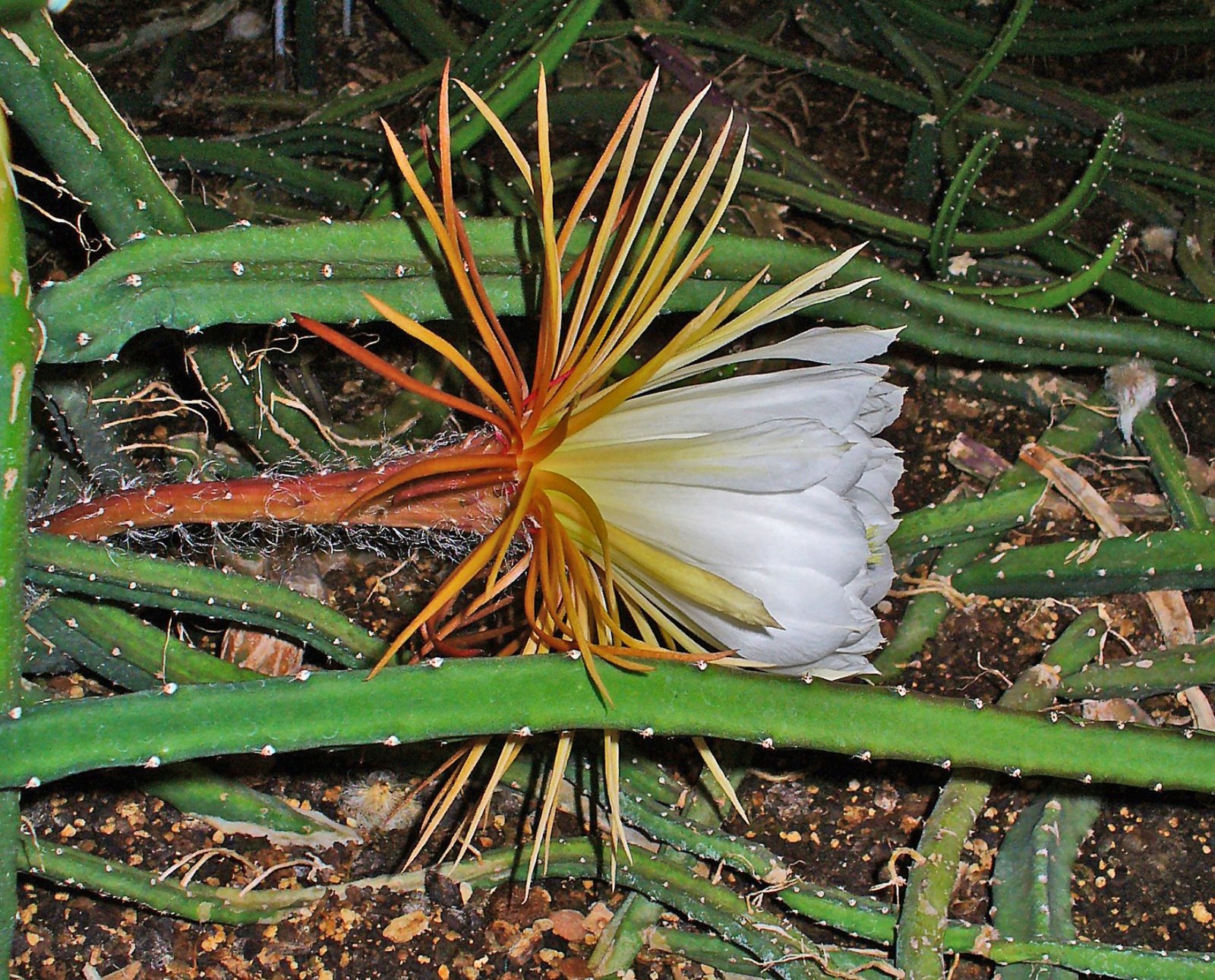 Temperature Tides: The Moon’s Effect on Nighttime Cooling (image credits: wikimedia)