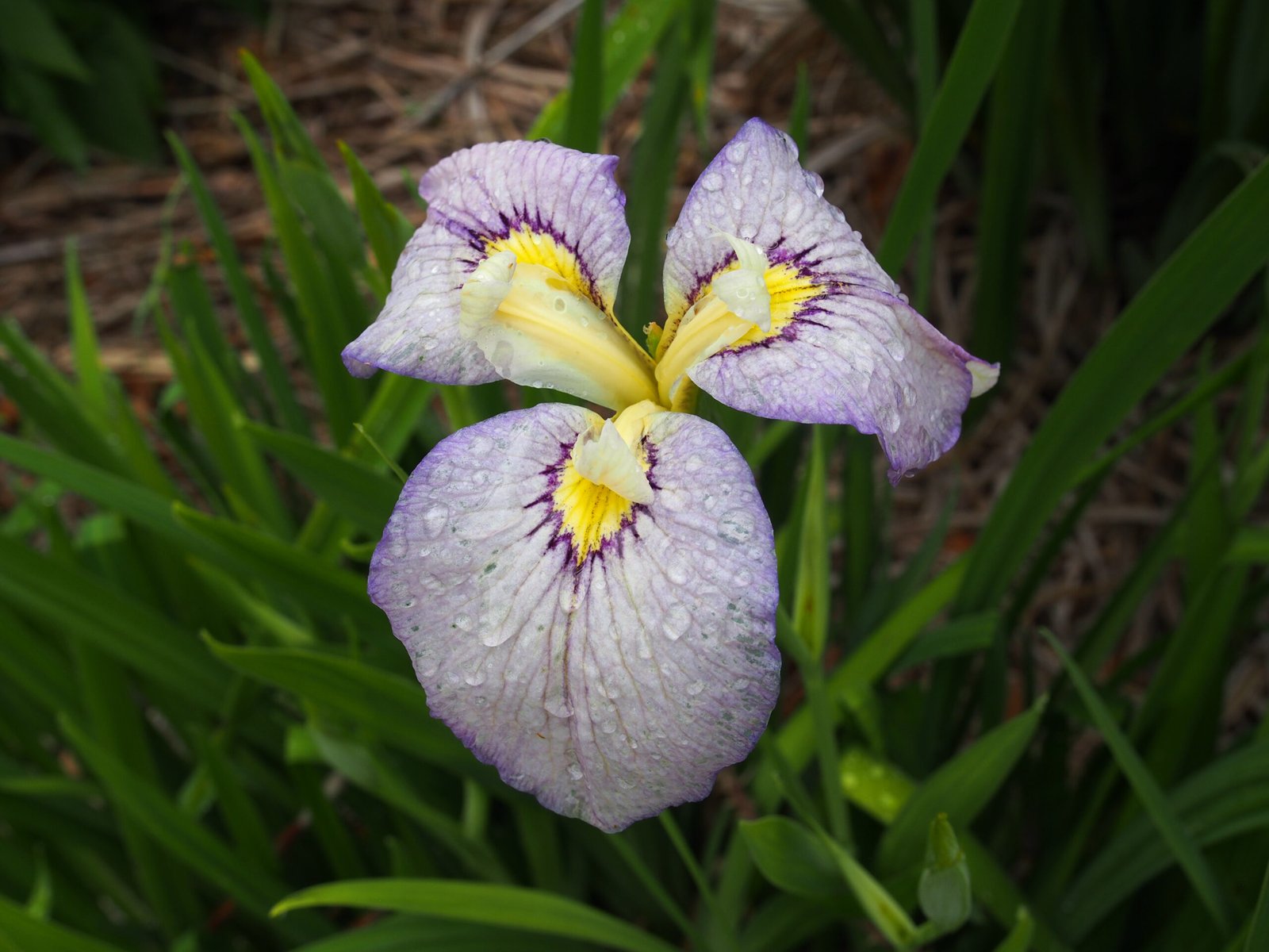Personal Reflections: The Magic of a Moonlit Garden (image credits: wikimedia)