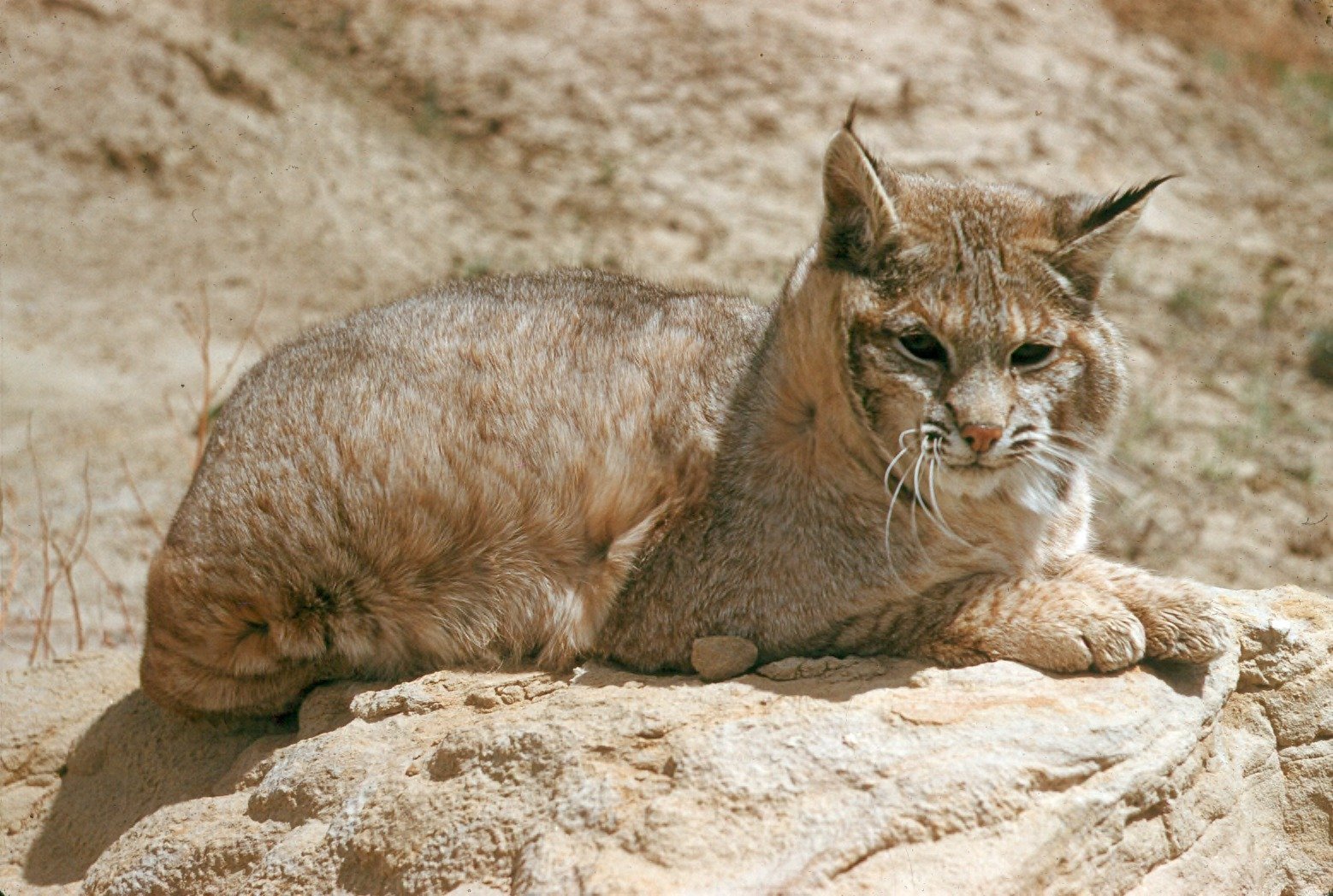 Solitary Hunters: Alone in the Wilderness (image credits: wikimedia)