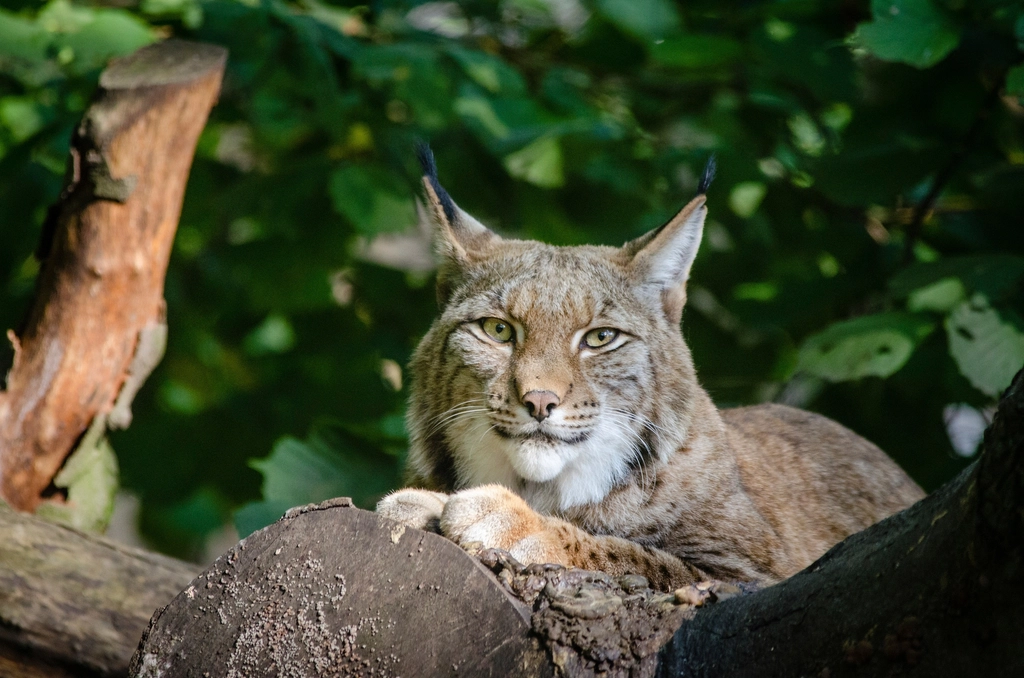 Encounters in Unexpected Places: Urban Lynx (image credits: rawpixel)