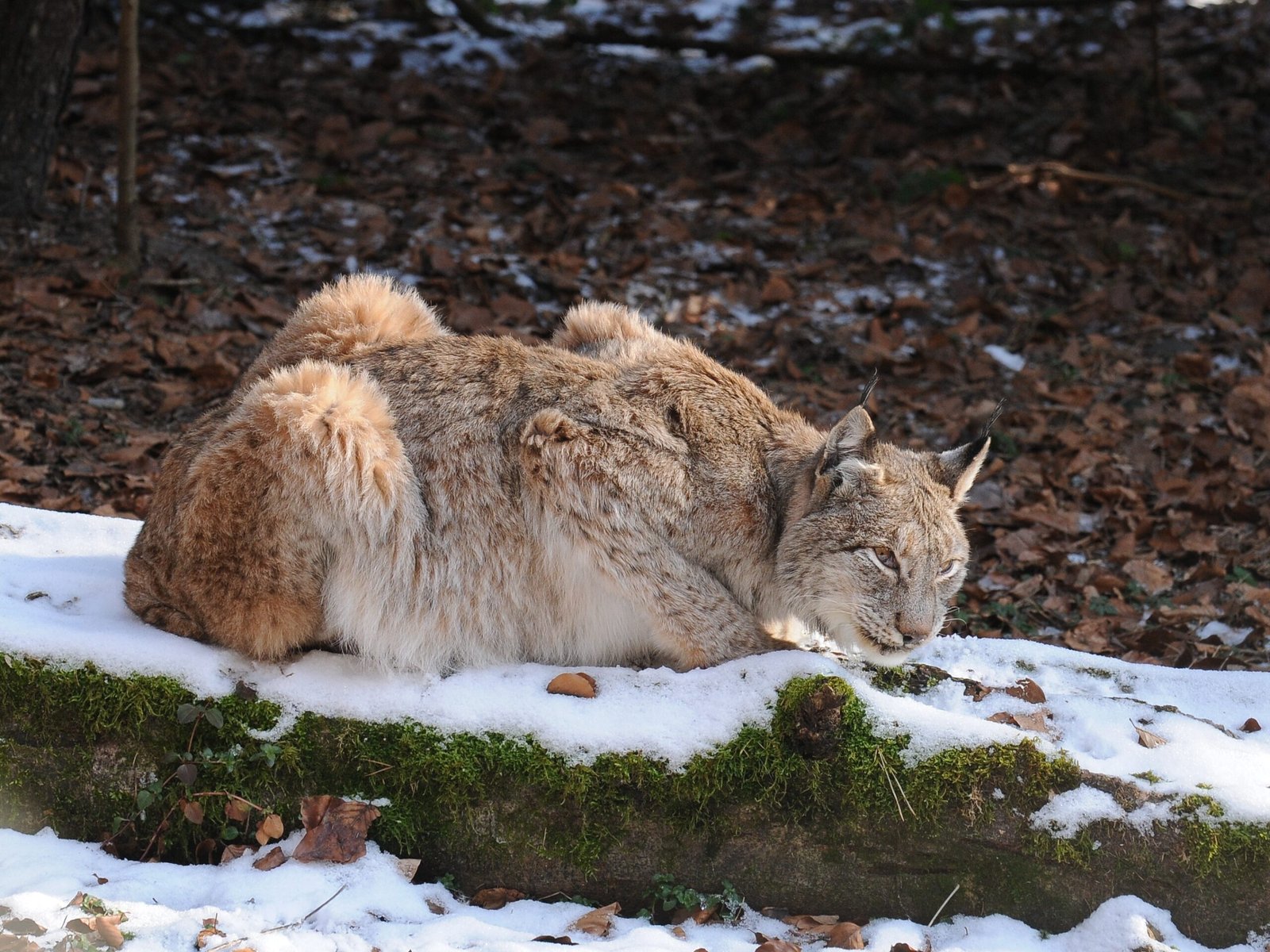 Living with Ghosts: What the Lynx Teaches Us (image credits: wikimedia)