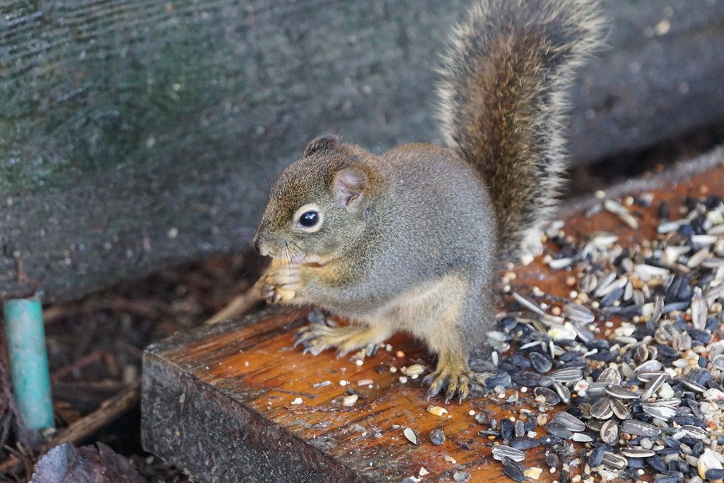 When Concrete Jungles Replace Real Ones (image credits: flickr)