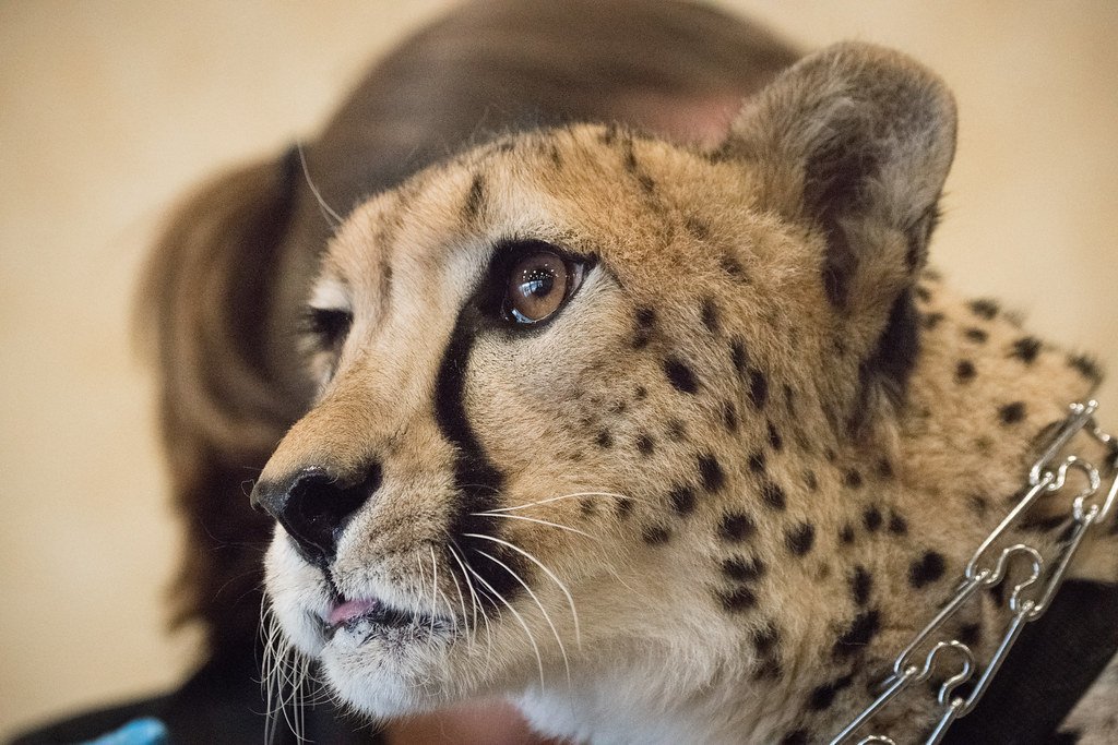 The Prey Disappearing Act (image credits: flickr)